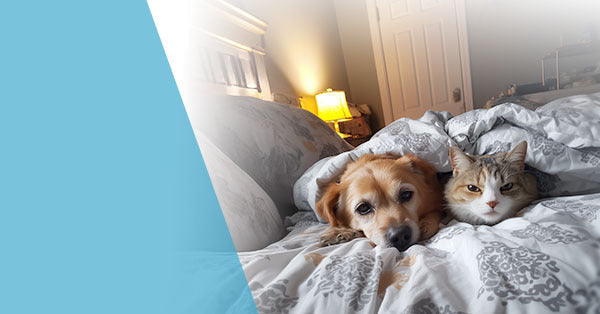 Спане с домашни любимци: Ползи, рискове и съвети